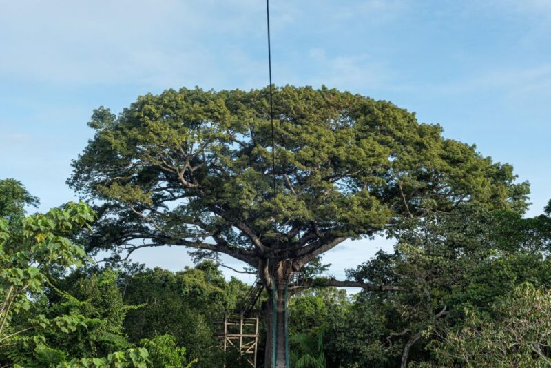 2 Day Tour in Tambopata Amazon - Tour Details