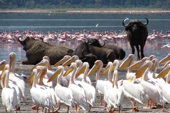 2 Day Tour Lake Nakuru, Hell S Gate & Lake Naivasha From Nairobi - Accommodation Details