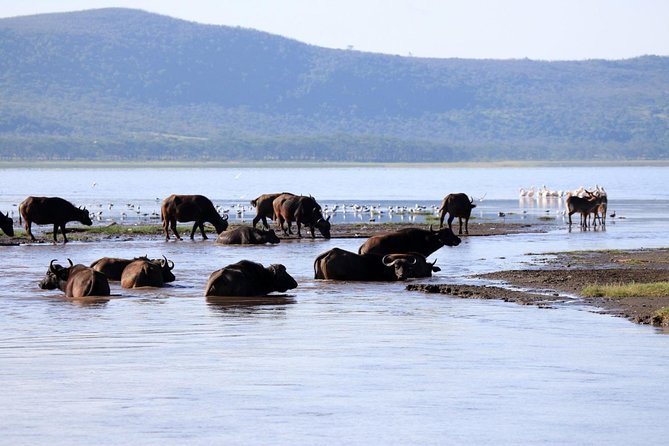 2 Day Tour Lake Nakuru, Hell S Gate & Lake Naivasha From Nairobi - Included Activities