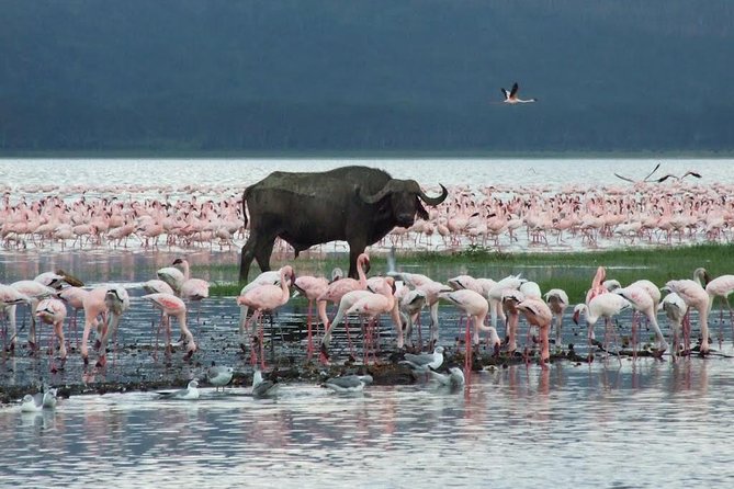2 Day Tour Lake Nakuru, Hell S Gate & Lake Naivasha From Nairobi - Dining Arrangements