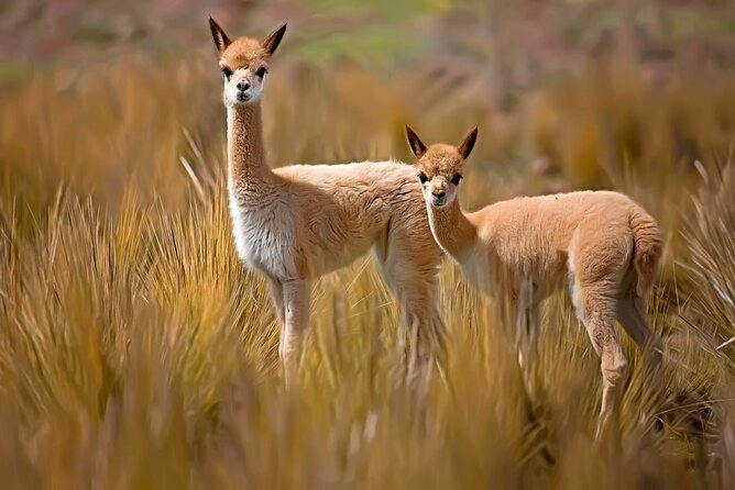 2-Day Tour to the Magical Colca Canyon - Exploring Salinas Y Aguada Blanca