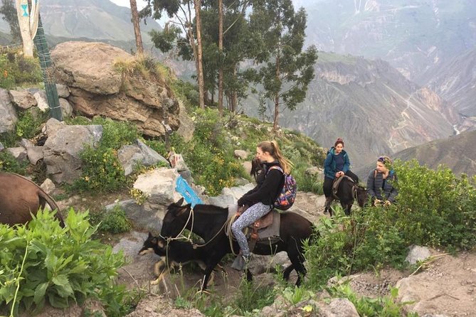 2 Day Trek Including Transfer to Puno / Colca Canyon - Health and Safety Considerations