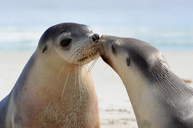 2 Day Ultimate Kangaroo Island With Return Ferry - Travel Requirements
