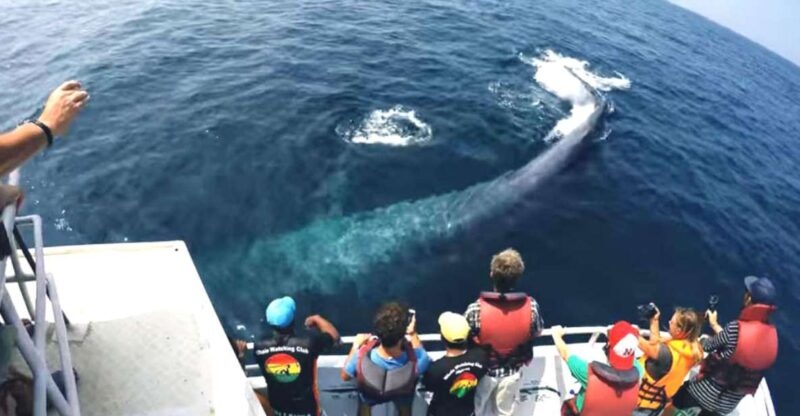 2-Day Whale Watching & Southern Sri Lanka Tour - Key Points