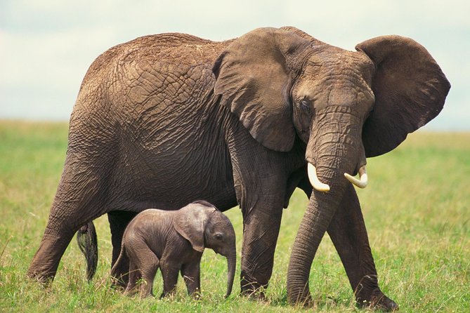 2 Day Wild Heart Western Cape Safari Tour With Private Transfers - Pricing and Booking Information