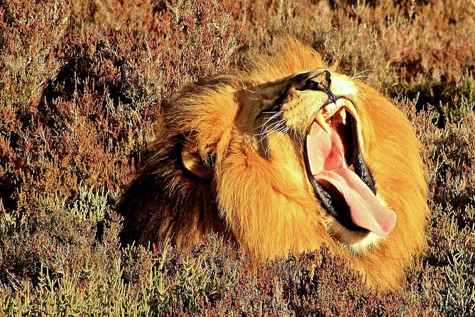 2 Day Wild Heart Western Cape Safari Tour With Private Transfers - Tour Inclusions and Exclusions