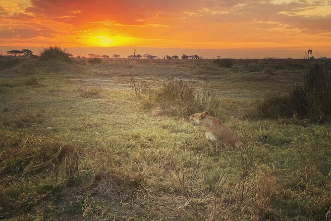 2- Day Wildlife Tour & Tanzanite Mining Discovery - Personalized and Unique Experience