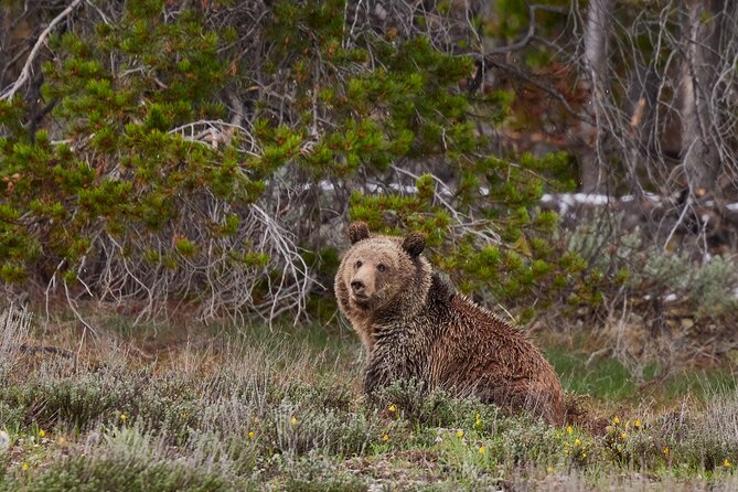 2-Day Yellowstone National Park Upper and Lower Loop Exploration - Hiking Trails and Scenic Overlooks