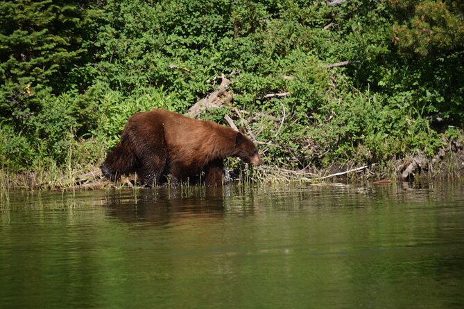 2-Day Yellowstone Tour Lower and Upper Loop Guided Tour - Traveler Reviews