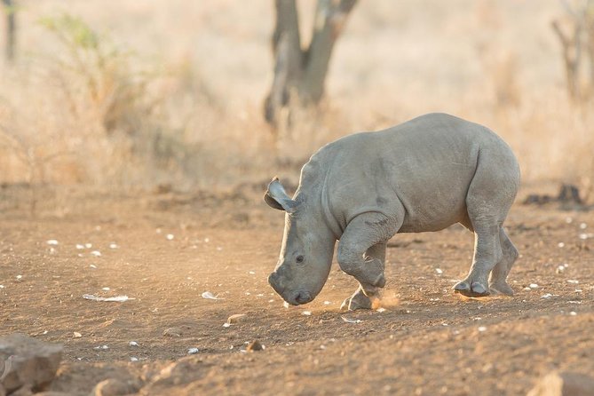 2 Day Zulu Safari Adventure From Durban - Overview of the Safari Adventure