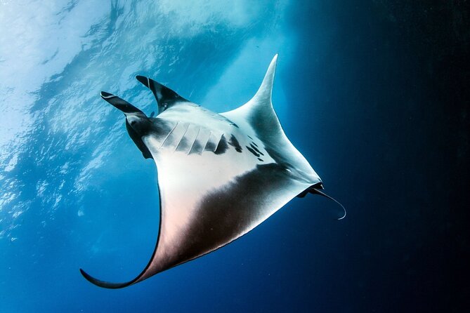 2 Days & 1 Night - 2 Dives in Lembongan/Penida (For Certified Divers) - Inclusions