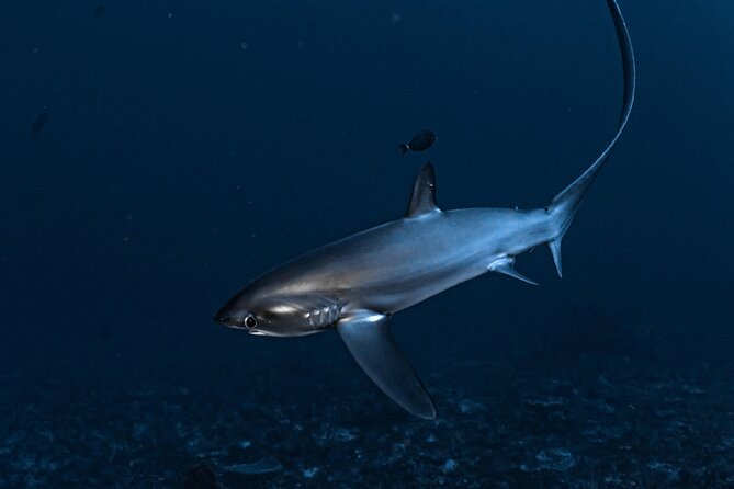 2 Days & 1 Night - 2 Dives in Lembongan/Penida (For Certified Divers) - Dining and Accommodations