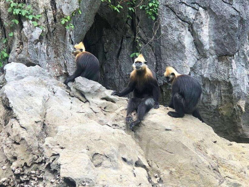 2 Days 1 Night Adventure: Cat Ba National Park, Lan Ha Bay - Getting to Cat Ba Island