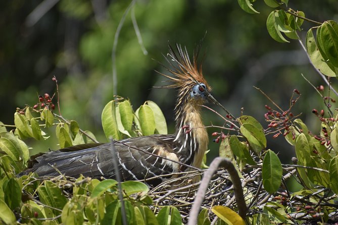 2 Days 1 Night - Chuncho Clay Lick and Sandoval Lake - Wildlife and Sightings
