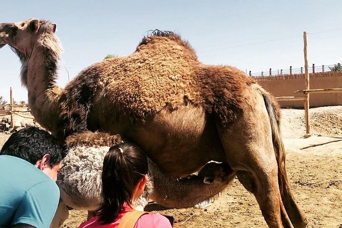 2 Days/1 Night Desert Tour From Fes and Back to Fes - Reviews