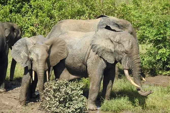 2 Days (1 Night) Elephants Safari at Mole Park With Round - Trip Flights - Key Points