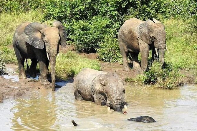 2 Days (1 Night) Elephants Safari at Mole Park With Round - Trip Flights - Pickup and Transportation Details