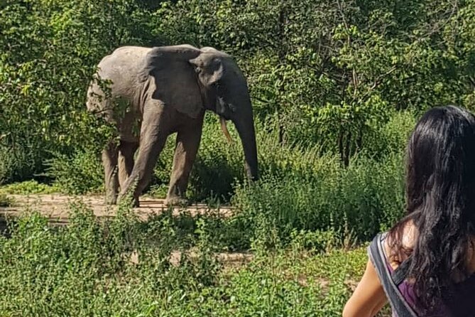 2 Days (1 Night) Elephants Safari at Mole Park With Round - Trip Flights - Sample Itinerary and Sightings