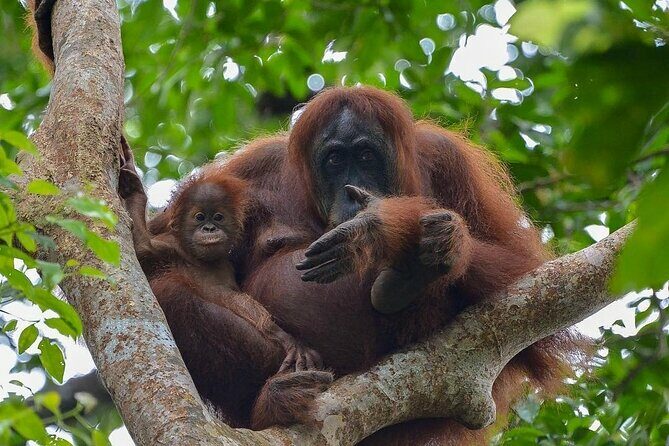 2 Days 1 Night Ethical Jungle Trekking - Key Points