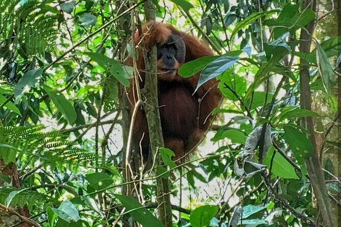 2 Days 1 Night Ethical Jungle Trekking - What’s Included and What to Consider
