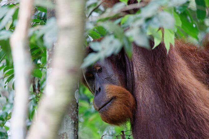 2 Days 1 Night Ethical Jungle Trekking - Final Thoughts: Is This Tour for You?