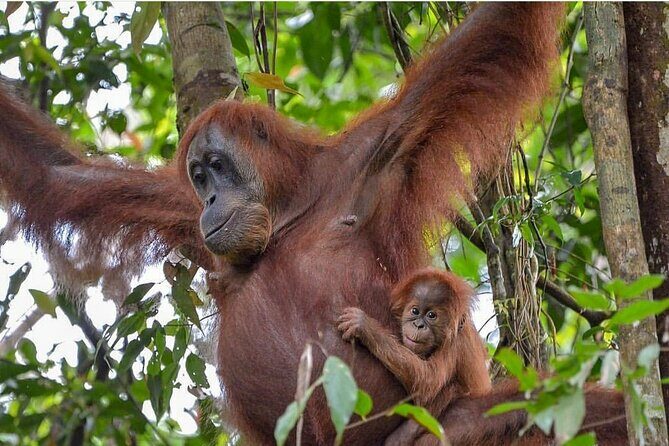 2 Days 1 Night Ethical Jungle Trekking - FAQs