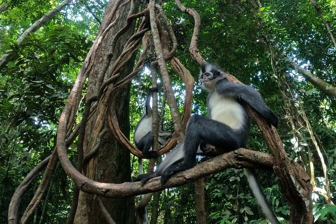 2 Days 1 Night in THE JUNGLE Mount Leuser ( See ORANGUTAN) - Pickup Information