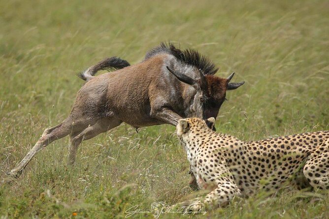 2 Days 1 Night Mikumi National Park: a Perfect Private Safari - Key Points