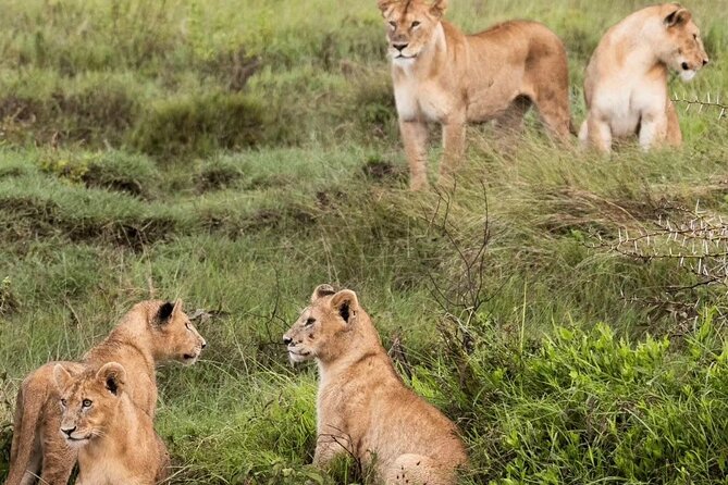 2 Days 1 Night Mikumi National Park: a Perfect Private Safari - Transportation and Meeting Details