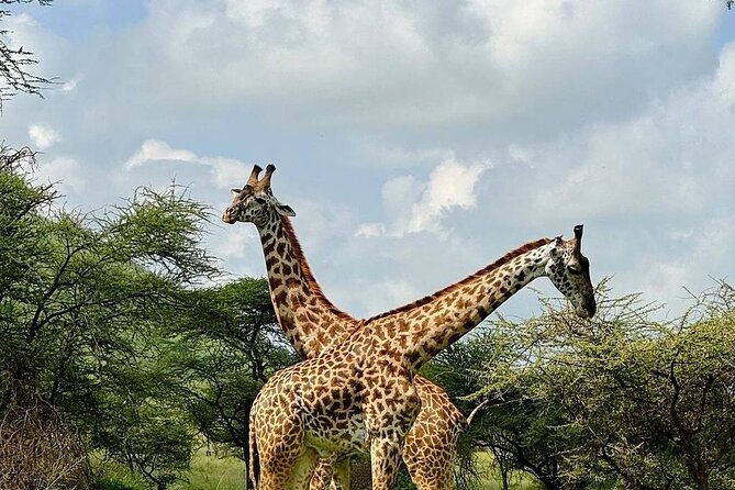 2 Days 1 Night Mikumi National Park: a Perfect Private Safari - Accessibility and Inclusivity