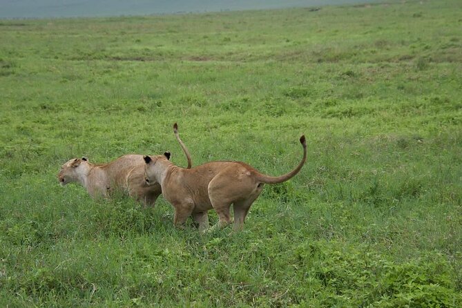 2 Days 1 Night Mikumi National Park: a Perfect Private Safari - Pricing and Booking Information
