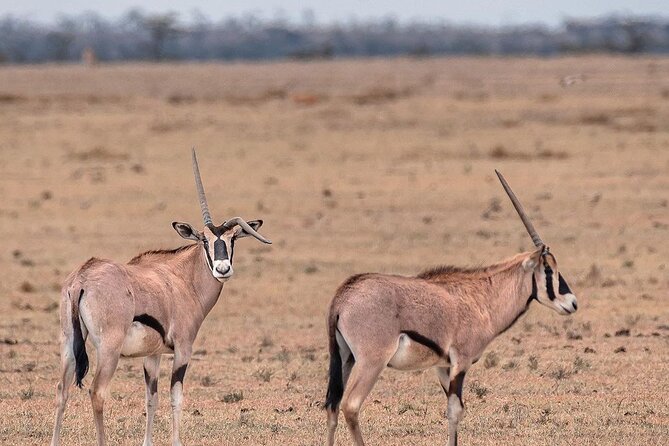2 Days 1 Night Mikumi National Park: a Perfect Private Safari - Authentic Customer Reviews
