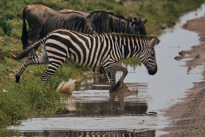 2 Days 1 Night Mikumi National Park: a Perfect Private Safari - What to Pack and Prepare