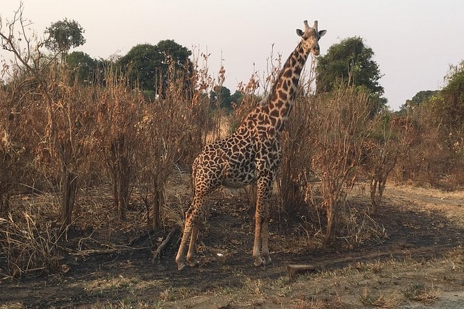 2 Days 1 Night Mikumi National Park - Traveler Requirements