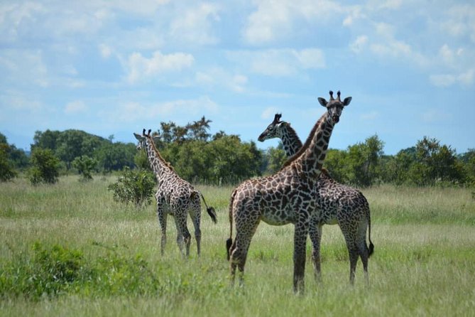 2 Days 1 Night Mikumi National Park From Dar Es Salaam - Pickup and Transportation