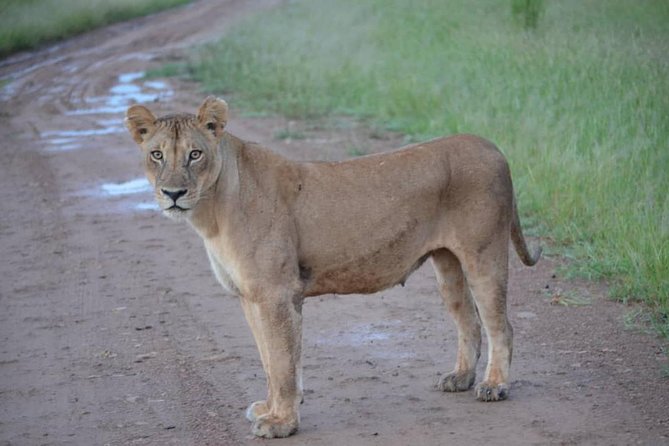 2 Days 1 Night Mikumi National Park From Dar Es Salaam - Safari Activities and Wildlife