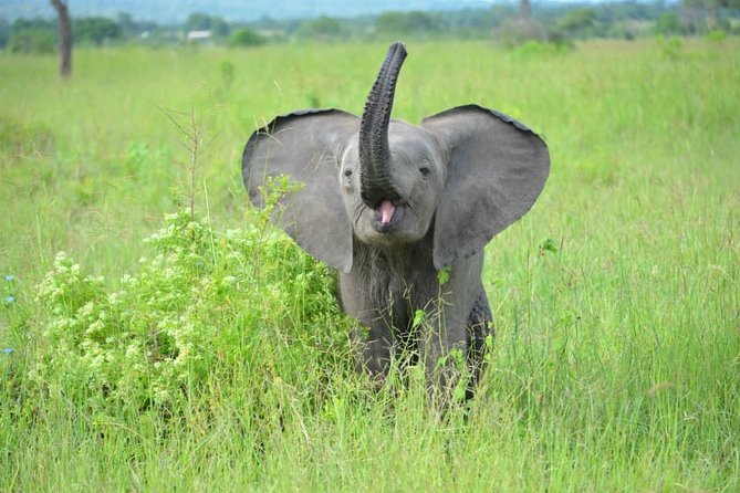 2 Days 1 Night Mikumi National Park From Dar Es Salaam - Group Size and Suitability
