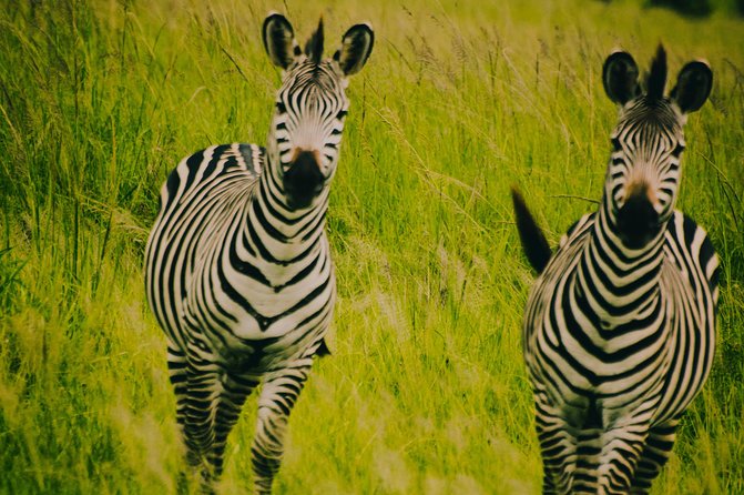 2 Days 1 Night Mikumi National Park From Dar Es Salaam - Cancelation and Refund Policy