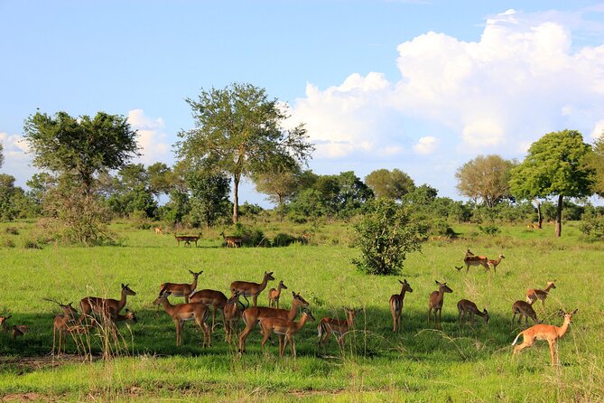 2 Days/ 1 Night Mikumi Tanzania National Park Safari - Key Points