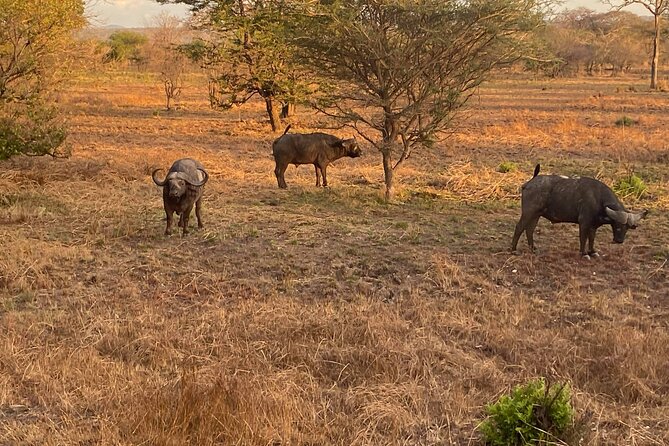 2 Days/ 1 Night Mikumi Tanzania National Park Safari - Participation Requirements