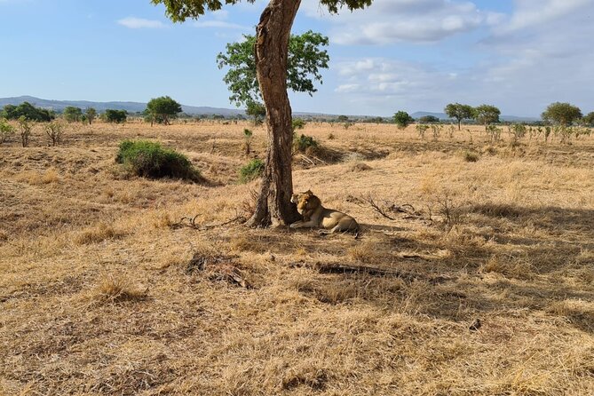 2 Days/ 1 Night Mikumi Tanzania National Park Safari - Pricing and Reviews
