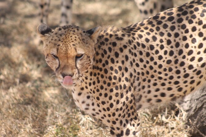 2 Days 1 Night Northern Joining Safari Private Tour - Pickup and Meeting