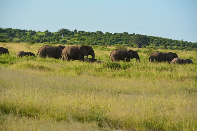 2 Days 1 Night Northern Joining Safari Private Tour - Accommodation Details