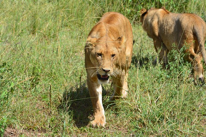 2 Days 1 Night Northern Joining Safari Private Tour - Physical Fitness Requirements