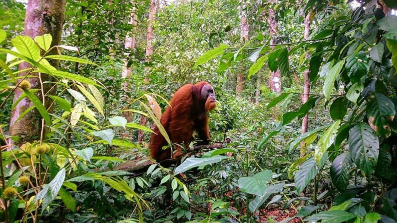 2 Days 1 Night Orangutan Trek Bukit Lawang - Inclusions