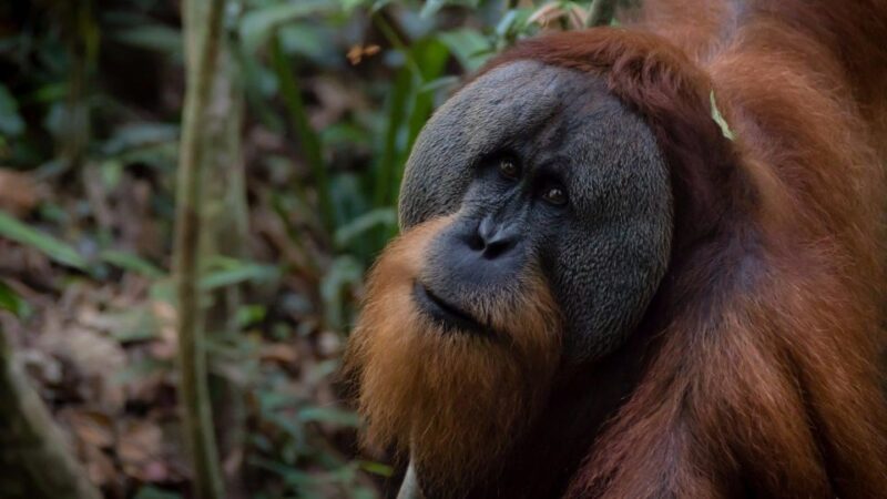 2 Days 1 Night Orangutan Trek Bukit Lawang - Wildlife Viewing Opportunities