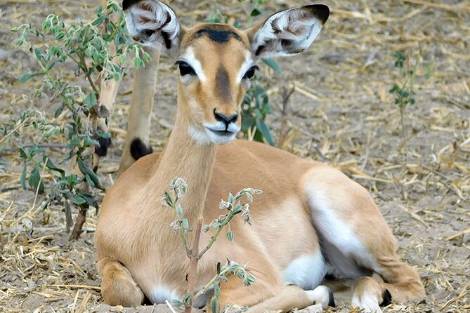 2 Days /1 Night Safari to Mikumi - Key Points