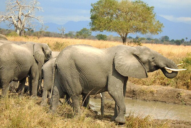 2 Days /1 Night Safari to Mikumi - Transportation and Accessibility