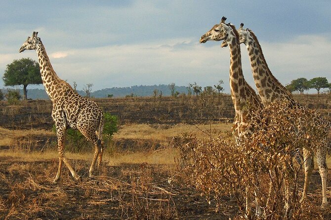 2 Days /1 Night Safari to Mikumi - Reviews and Feedback