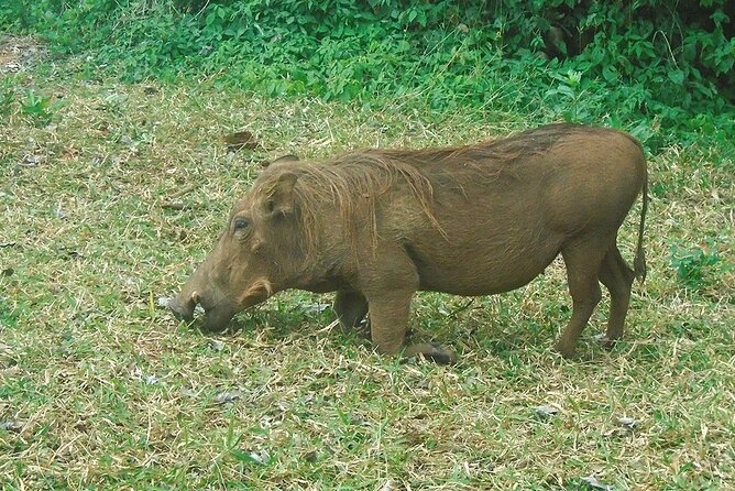 2 Days /1 Night Safari to Mikumi - Recap